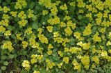 Chrysosplenium alternifolium