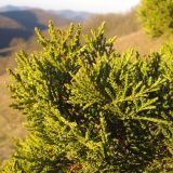 Juniperus foetidissima. Верхушка ветви. Краснодарский край, г. Геленджик, окр. пос. Кабардинка, гора Безумная, юго-западный склон. 03.11.2014.
