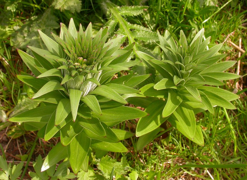 Image of Lilium kesselringianum specimen.