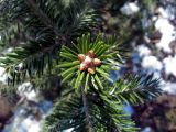 Abies alba