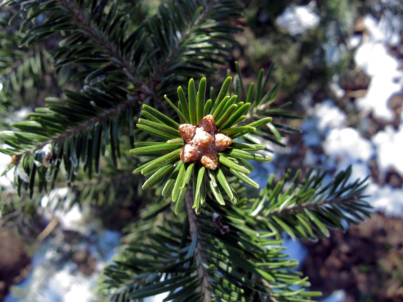 Изображение особи Abies alba.