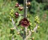 Veratrum nigrum