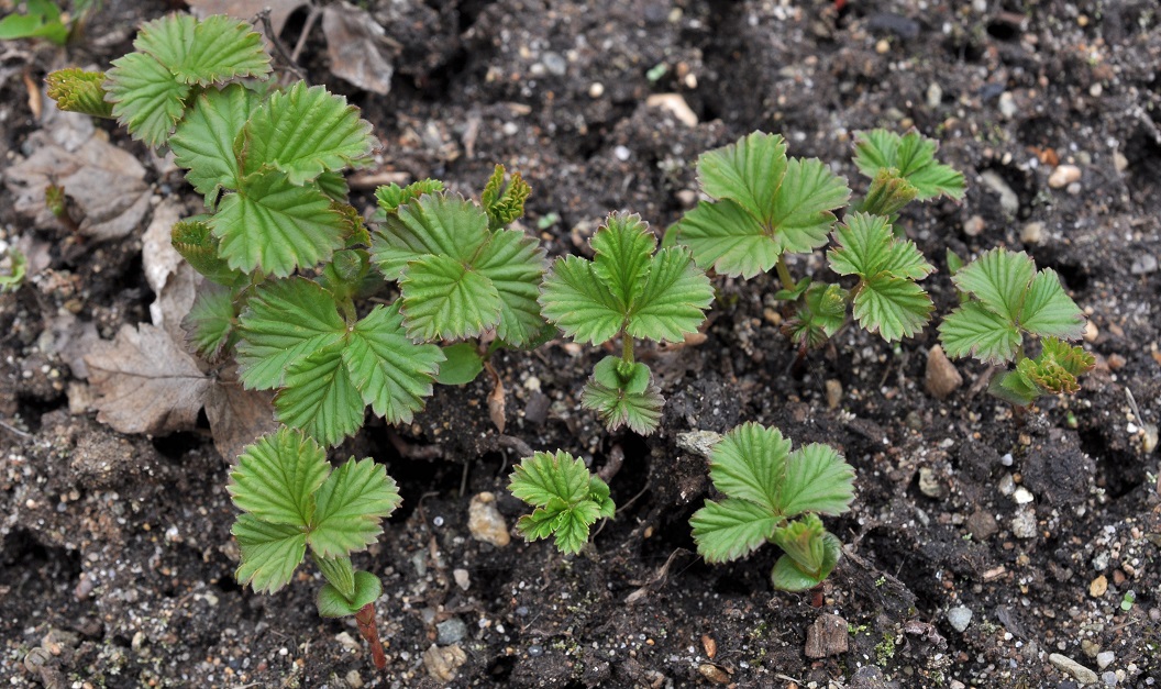 Изображение особи Rubus arcticus.