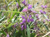 Phlomis pungens