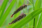 Carex cryptocarpa. Верхняя часть побега с соплодиями. Камчатский край, Елизовский р-н, окр. г. Петропавловск-Камчатский, бухта Большая Лагерная, сырой приморский луг. 12.07.2016.