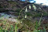 Silene saxatilis. Верхушка цветущего растения. Республика Адыгея, Майкопский р-н, ок. 1 км севернее пос. Хамышки, южный склон горы Монах, выс. ок. 1000 м н.у.м., на скале. 20.08.2016.