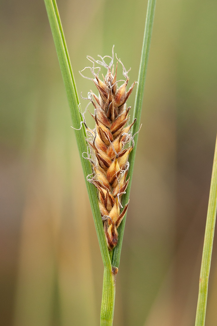 Изображение особи Carex lasiocarpa.