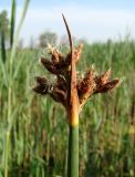 Schoenoplectus tabernaemontani. Верхушка цветущего растения. Краснодарский край, г. Усть-Лабинск, пойма р. Кубань, оз. Копытко, полоса тростника. 06.05.2017.