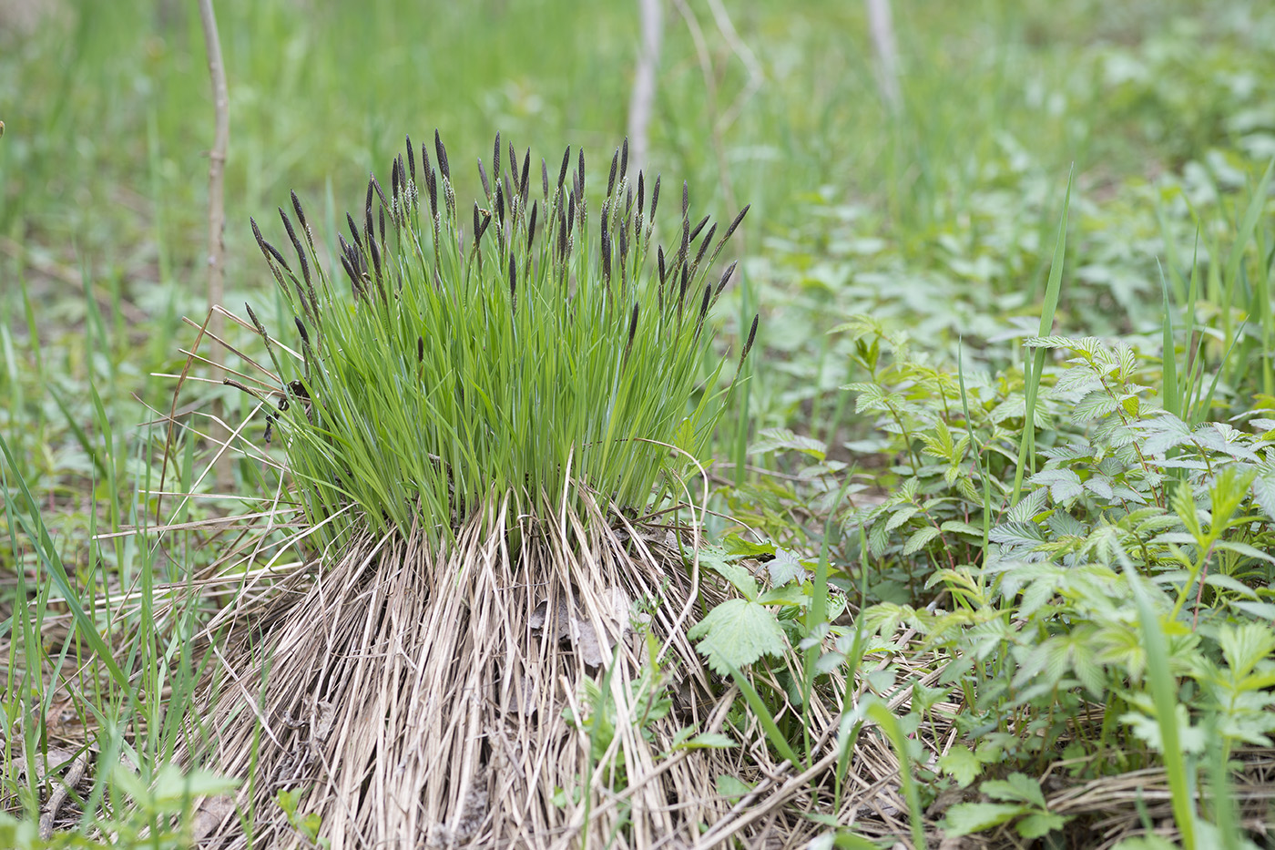 Изображение особи Carex cespitosa.