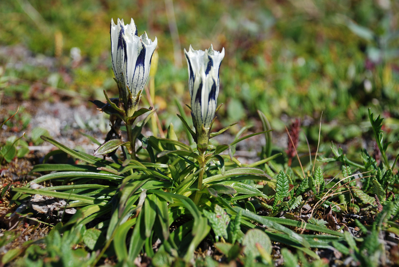 Изображение особи Gentiana algida.