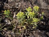 Alyssum minutum. Цветущие растения. Украина, г. Запорожье, балка Щавелевая, степь с выходами гранита. 09.04.2018.