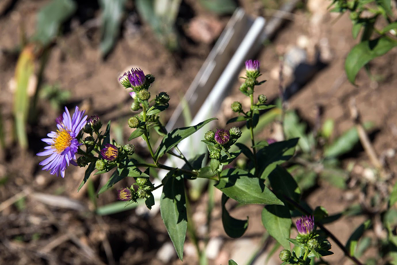 Image of genus Symphyotrichum specimen.