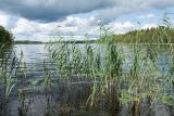 Phragmites australis. Заросли плодоносящих(?) растений на каменистом прибрежном мелководье. Финляндия, муниципалитет Савонлинна, окр. туркомплекса Харьюн Портти, оз. Пихлаявеси. 05.08.2018.