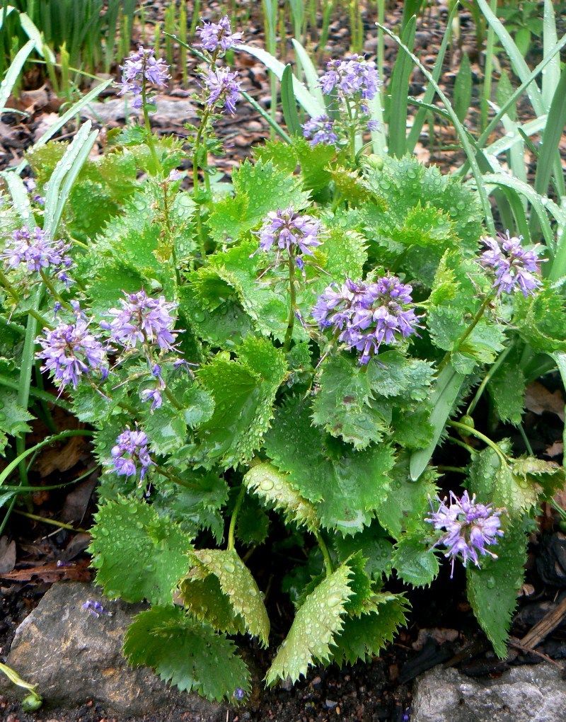 Изображение особи Synthyris missurica ssp. stellata.