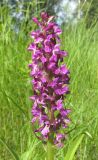 Dactylorhiza incarnata. Соцветие. Алтайский край, Бийский р-н, окр. с. Лесное, луг. 5 июля 2019 г.