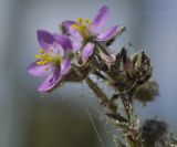 Spergularia rubra