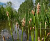 Eleocharis palustris. Верхушки цветущих побегов с притаившимися личинками кузнечиков. Краснодарский край, Темрюкский р-н, подножие горы Дубовый Рынок, берег Казачьего ерика, затопленный после интенсивных дождей пойменный луг. 20.05.2017.