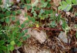 Geranium sibiricum. Цветущее растение. Приморский край, Ольгинский р-н, 6 км Ю-В с. Милоградово, бух. Красная Скала. 12.08.2009.