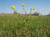 Ranunculus regelianus