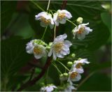 Actinidia kolomikta