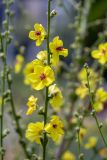 Verbascum sinuatum