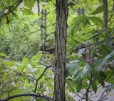 Quercus bicolor. Часть ствола и основание скелетной ветви. Москва, Аптекарский огород, в культуре. 03.09.2021.