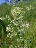 Galium album