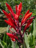 Canna indica