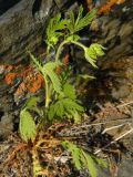 Geum aleppicum. Бутонизирующее растение. Красноярский край, Эвенкийский р-н, государственный природный заповедник \"Тунгусский\", окр. кордона \"Малина\", подножье скалы. 24.06.2019.