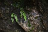 Woodsia caucasica. Растения на замшелой скале. Республика Адыгея, правый берег ручья Большой Руфабго, 20 м ниже водопада Шум, в скальной нише. 27 июля 2022 г.