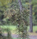 Juniperus rigida