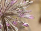 Allium caspium