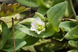 Holosteum umbellatum