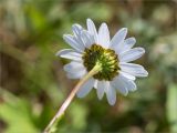 Leucanthemum ircutianum. Соцветие (вид со стороны обёртки). Мурманская обл., п-ов Средний, устье р. Выкат, береговой склон, разнотравный луг. 12.07.2023.