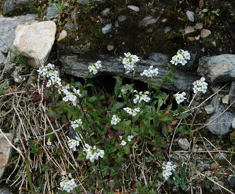 Image of Arabis alpina specimen.