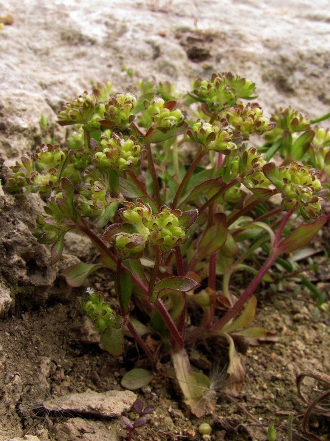 Изображение особи Valerianella turgida.