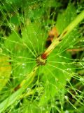 Equisetum sylvaticum