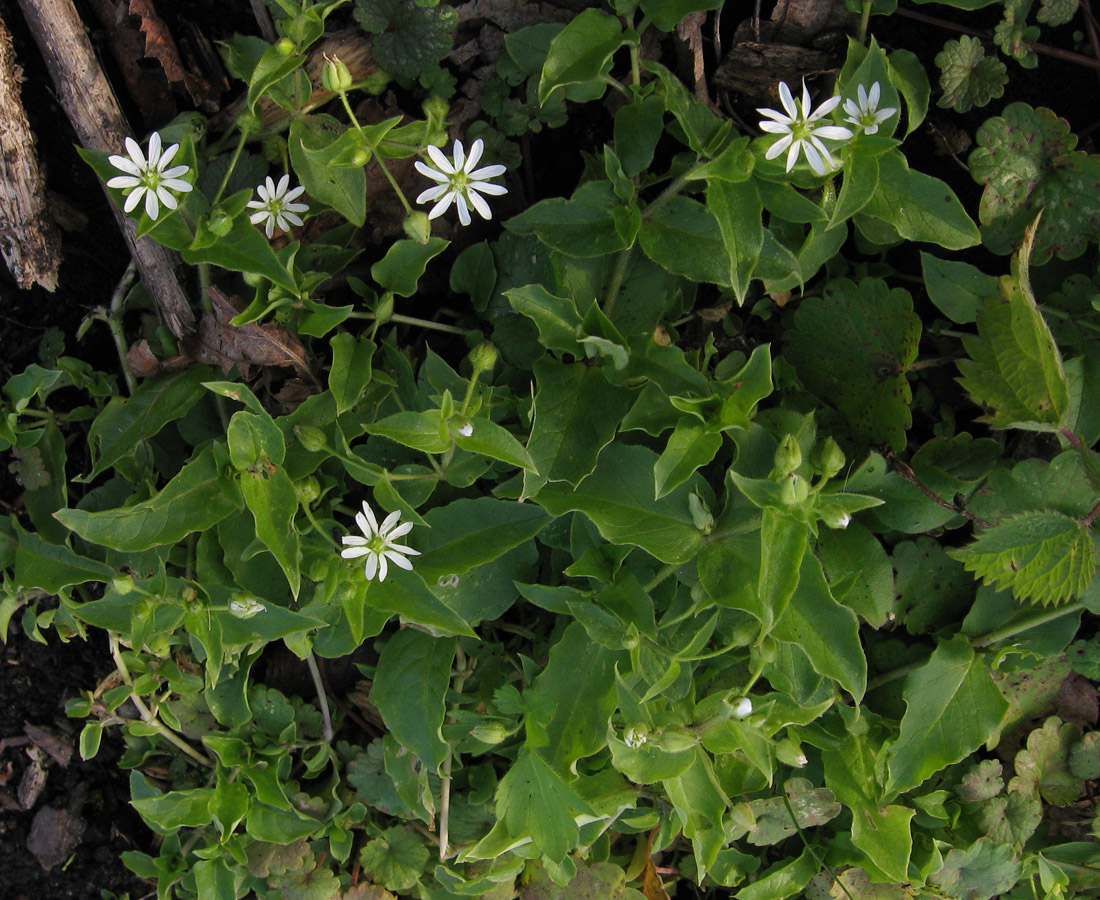 Изображение особи Myosoton aquaticum.