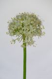 Allium cepa