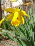 Narcissus pseudonarcissus. Листва и цветок. Черноморское побережье Кавказа, г. Новороссийск, в культуре. 28 февраля 2010 г.