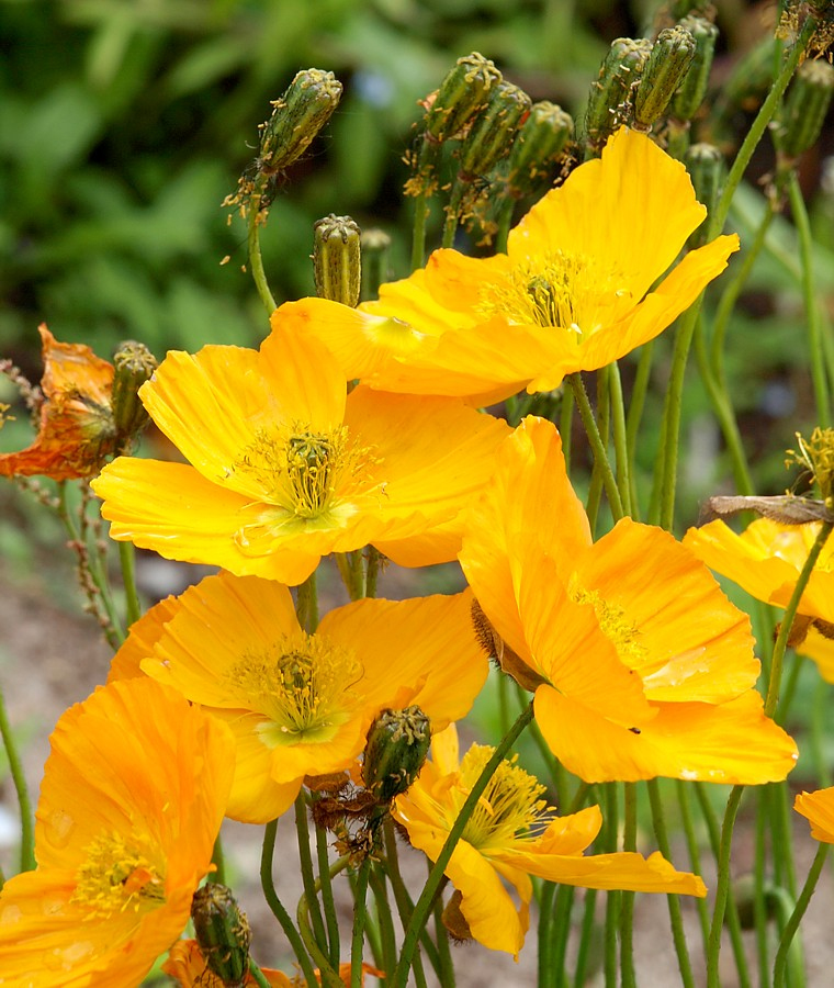 Изображение особи Papaver croceum.