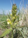 Pedicularis chroorrhyncha