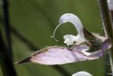 Salvia sclarea. Цветок. Южный Казахстан, предгорья хр. Боролдайтау. 09.06.2010.