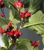 Lonicera разновидность ledebourii