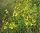 Senecio erucifolius