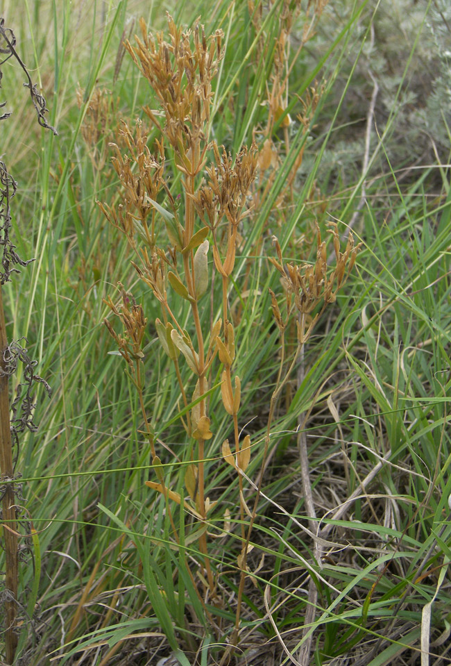 Изображение особи Centaurium erythraea.