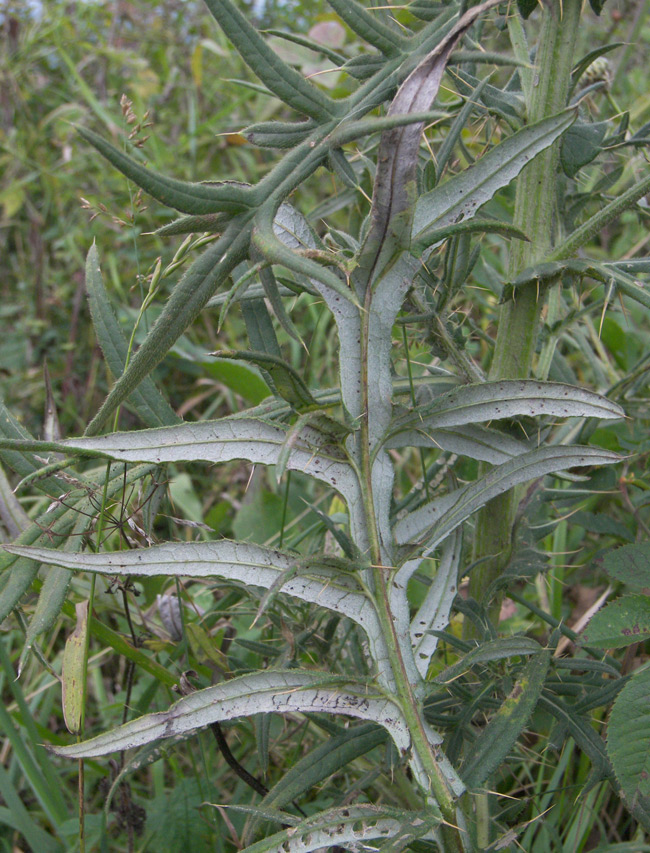 Изображение особи Cirsium ciliatum.