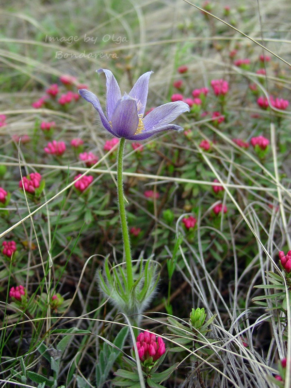 Изображение особи Pulsatilla patens.