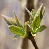 Syringa vulgaris