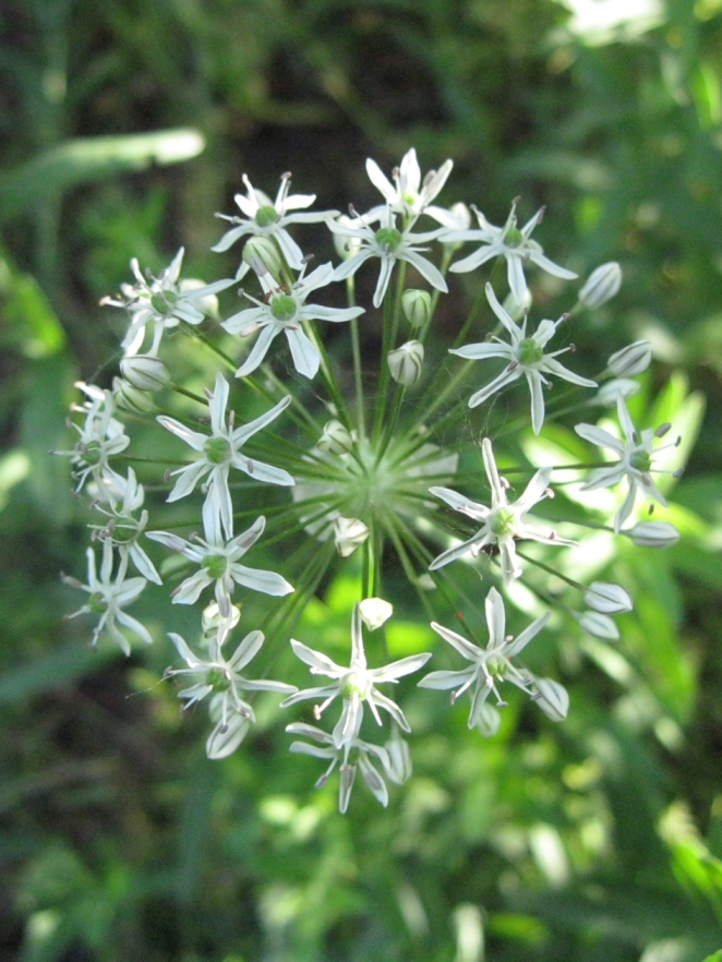 Изображение особи Allium decipiens.